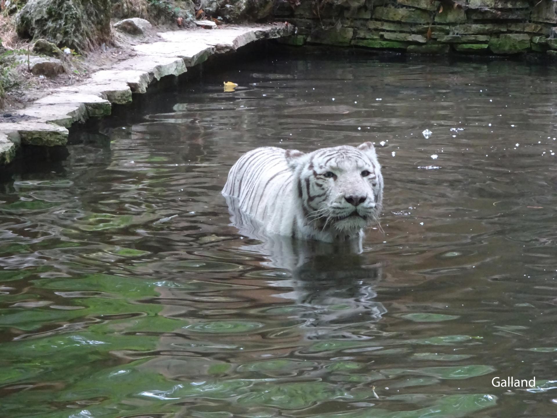 Zoo beauval 1