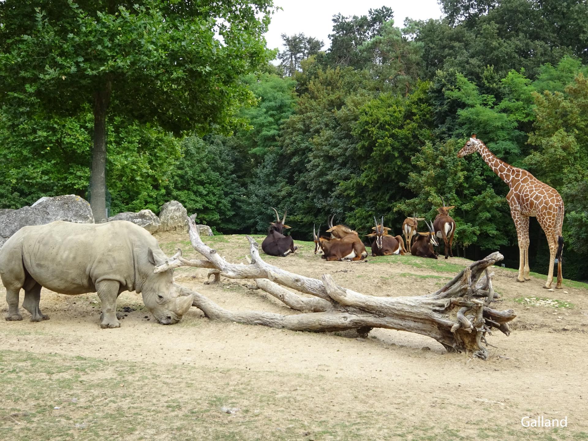 Zoo beauval 3