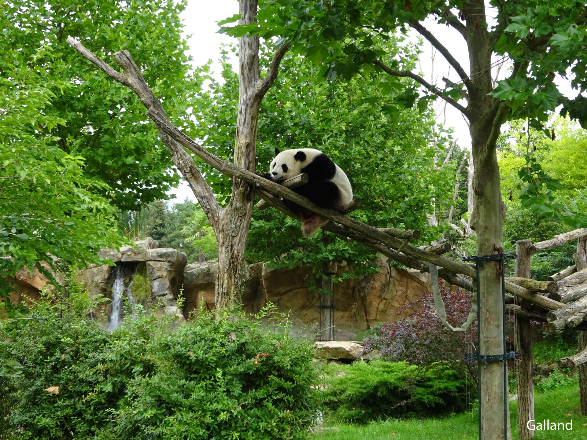 Zoo beauval 4